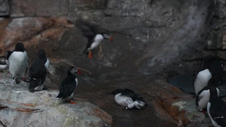 Секс с азиаткой: горячий момент неожиданного финала