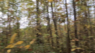 Лорен Строберри: дикий лесной трэш от маньяка-сталкера