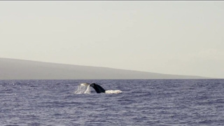 Страстный минет и жаркий анальный секс в одном ролике