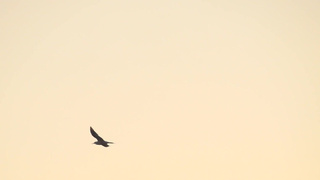 NuArt - Наталья N - Take A Chance: откровенный хардкор с пылкими ласками